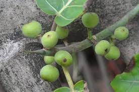 Image result for Ficus trichopoda