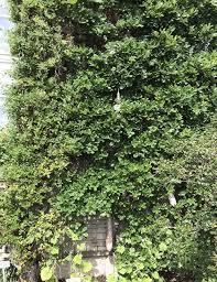 Besondere Und Noch Seltene Kletterpflanzen Fur Den Garten Stilvolles Design Einfach Gepflanzt In 2020 Kletterpflanzen Pflanzen Garten