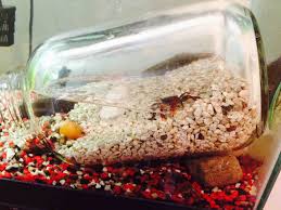 394 Points And 43 Comments So Far On Reddit Fish Tank Accessories Fish Tank Themes Diy Fish Tank
