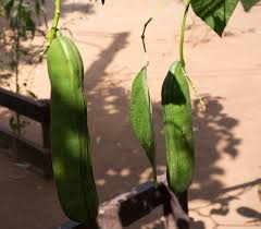 Image result for Canavalia gladiata