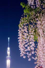 Wisteria At Kameidoten Jinja Tokyo Beautiful Flowers Blooming Flowers Pretty Flowers