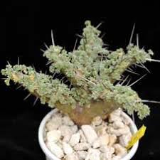 Image result for Lycopodiella sarcocaulon