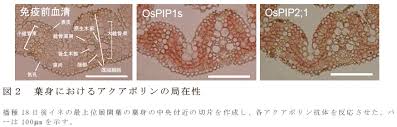 イネの根及び葉身におけるアクアポリンの組織局在性