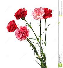 Bouquet Of Carnation Flowers Carnation Flower White Carnation Bouquet Wedding Flowers
