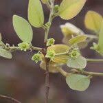 Image result for Pseudolachnostylis maprouneifolia