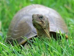 Not tagging any location because spotted turtles are endangered #alder originals #turtles #snakes i will provide pictures of the turtle if necessary, along with any other information i can give. Pictures Of Box Turtles Lovetoknow