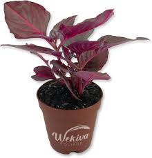 Image result for Iresine herbstii