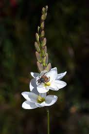 Image result for Polystachya epiphytica