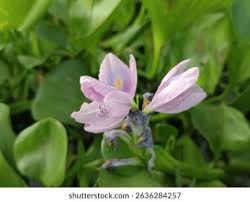 Image result for Pontederia crassipes