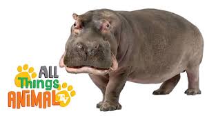 Hippopotamus Animal Videos For Children Made In The Uk Quality Amp Educational Videos Click Here To Subscr Animals For Kids Animal Tv Preschool Learning