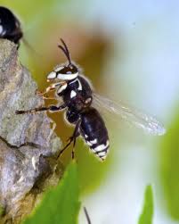 This is the use of some homemade products or pesticides to get rid of hornets. 6 Steps To Get Rid Of Hornets Insight Pest