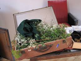 Rapporter Une Plante Comme Souvenir De Vacances D Un Pays Etranger