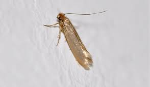 Natural gas, however, is not the only. Western Exterminating Are Moths Eating Your Woolens