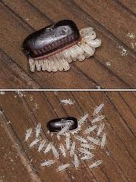 Cockroach Egg Pouch Hatching Insects Cockroach Repellent Creepy Animals
