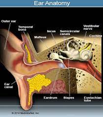 The british tinnitus association says that this action helps to open your eustachian tubes and helps to balance the pressure in your ears. Foreign Body In The Ear Symptoms Signs Removal Remedies