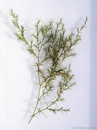 Image result for Najas graminea