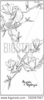 Magnolia tree blossom from coloring page flower drawing flower. Magnolia Tree Branch Vector Photo Free Trial Bigstock