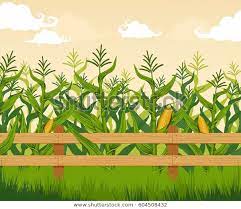 Corn Field Stock Vector Royalty Free 604508432 Stock Vector Royalty Free Vector