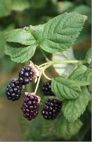 Pin On Charlotte Aux Fruits Rouges