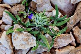 Image result for Blepharis buchneri