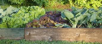 Your garden will never be insect free, but these 5 tips will help you cut down on the pest population and keep your plants healthy while nothing can guarantee you won't have pest problems in your vegetable garden, there are some low effort ways to cut down on. Keeping Pests Out Of Your Veggie Garden Jp Pest Services