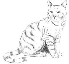This tutorial shows how to draw a perfect circle freehand.for long tutorials subscribe to patreon. Guide To Drawing Cats Kittens With Step By Step Instructional Tutorial Lesson How To Draw Step By Step Drawing Tutorials