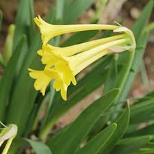 Image result for Cyrtanthus rhodesianus