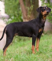 Black And Brown Dog Breeds Medium German Pinscher Price Temperament Life Span German Pinscher Black Dogs Breeds Dog Breeds Medium