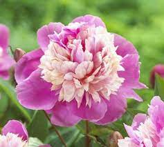 Peony Double Lady Liberty From Longfield Gardens Beautiful Flower Names Beautiful Pink Flowers Flowers
