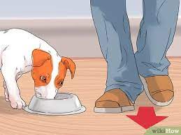 Stop your dog growling stage 2. 4 Ways To Get Your Dog To Stop Growling At You When Eating