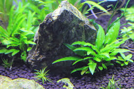 クリプトコリネ ウェンティーグリーン ゲッコー 中景に美しい緑の茂みを作る水草 水草動画ブログ