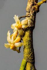 Image result for Chamaeclitandra henriquesiana