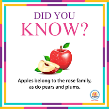 As There Is A Very Famous Proverb An Apple A Day Keeps The Doctor Away Proves To Be Very True Being Highly R Most Healthy Fruits Healthy Fruits Rose Family
