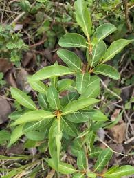 Image result for Citharexylum
