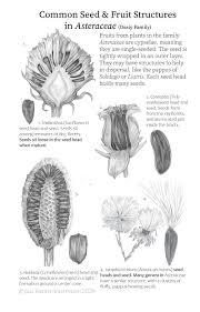 Image result for Zonotriche