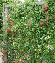Clematis Vitalba Heimische Kletterpflanze Als Sichtschutz Clematis Pflanzen Kletterpflanzen Clematis
