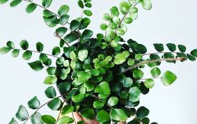 Image result for Pellaea