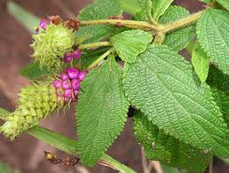 Image result for Lantana rugosa