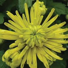 Image result for Chrysanthellum indicum
