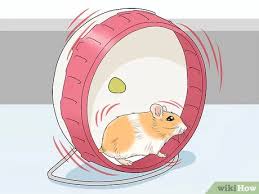 Hamster wheels are a great diy hamster toy that gives your hamster fun and exercise! 3 Ways To Choose A Hamster Wheel Wikihow Pet