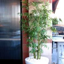 Great savings & free delivery / collection on many items. Artificial Weeping Green Bamboo Treescapes Plantworks
