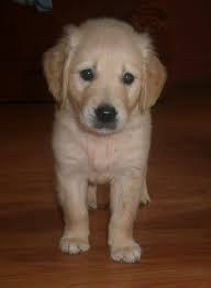 Extra golden retriever mashkull me pedigre. Petshop Uvi Golden Retriever Mashkull Ne Shitje Info Facebook