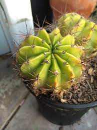 Un cactus de floración espectacular. Easter Lily Cactus Echinopsis Multiplex Also Found As Echinopsis Oxygona These Cacti Grow Rapidly And Form Big Clumps P Fragrant Flowers Easter Lily Plants