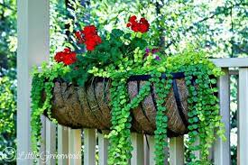 These Simple And Classic Fence Planters Hang Along The Railing Of Your Deck Or Along The Top Of Y Plants For Hanging Baskets Hanging Flower Baskets Cool Plants