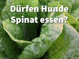 Durfen Hunde Spinat Essen Beim Grunen Blattgemuse Stellen Sie Sich Die Frage Ob Spinat Fur Hunde Roh Gekocht Oder Als Rahm Rahmspinat Spinat Hunde Ernahrung