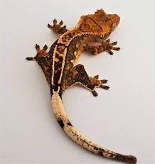We have baby amber harlequin crested gecko for sale. Pin On Reptiles