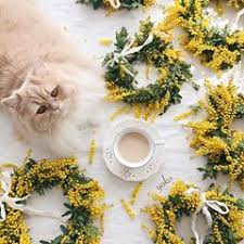 yoko atelierjuno foto i video v instagram 写真 ミモザ おんなのこ