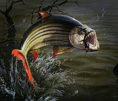 Tiger Fish On A Lure Art Tiger Fish Wildlife Prints Fish Art