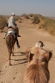 The most popular place for camel safaris in india is in the desert around jaisalmer, in rajasthan. Rajasthan Camel Safari Contemporarynomad Com