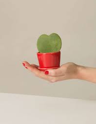 This Heart Shaped Plant Is Your New Valentine House Plant Delivery Plants Upcycled Planter